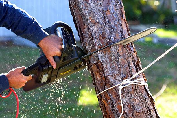 Best Arborist Consultation Services  in Katonah, NY